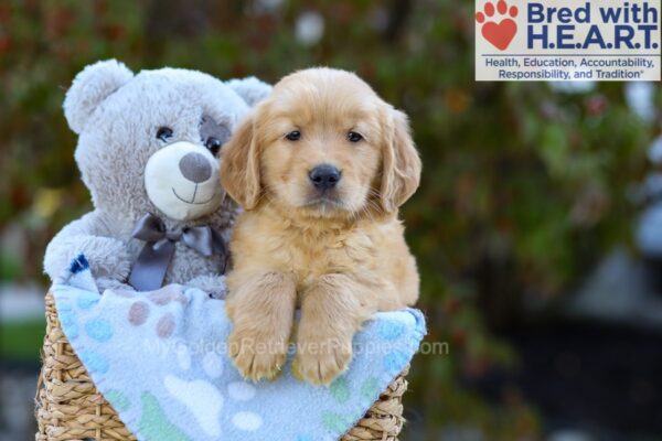 Image of Simba, a Golden Retriever puppy