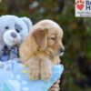 Image of Simba, a Golden Retriever puppy