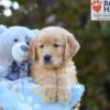 Image of Simba, a Golden Retriever puppy