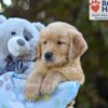 Image of Simba, a Golden Retriever puppy