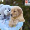 Image of Simba, a Golden Retriever puppy