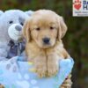 Image of Simba, a Golden Retriever puppy