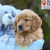 Image of Sky, a Golden Retriever puppy