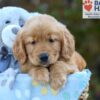 Image of Sky, a Golden Retriever puppy