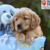 Image of Sky, a Golden Retriever puppy