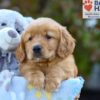 Image of Sky, a Golden Retriever puppy