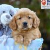 Image of Sky, a Golden Retriever puppy