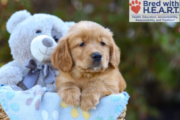 Image of Sky, a Golden Retriever puppy