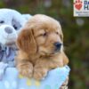 Image of Sky, a Golden Retriever puppy