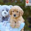 Image of Sugar, a Golden Retriever puppy