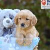 Image of Sugar, a Golden Retriever puppy