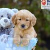 Image of Sugar, a Golden Retriever puppy