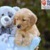 Image of Sugar, a Golden Retriever puppy