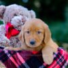 Image of Vance, a Golden Retriever puppy