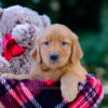 Image of Vance, a Golden Retriever puppy