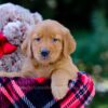 Image of Vance, a Golden Retriever puppy