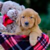 Image of Vance, a Golden Retriever puppy