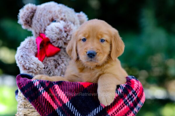 Image of Vance, a Golden Retriever puppy