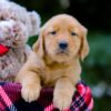 Image of Vance, a Golden Retriever puppy