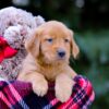 Image of Vance, a Golden Retriever puppy