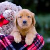 Image of Vance, a Golden Retriever puppy