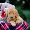 Image of Vance, a Golden Retriever puppy