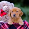 Image of Vanessa, a Golden Retriever puppy