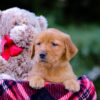 Image of Vanessa, a Golden Retriever puppy