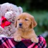 Image of Vanessa, a Golden Retriever puppy