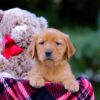 Image of Vanessa, a Golden Retriever puppy