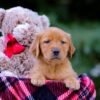 Image of Vanessa, a Golden Retriever puppy