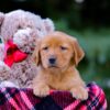 Image of Vanessa, a Golden Retriever puppy