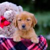 Image of Vanessa, a Golden Retriever puppy