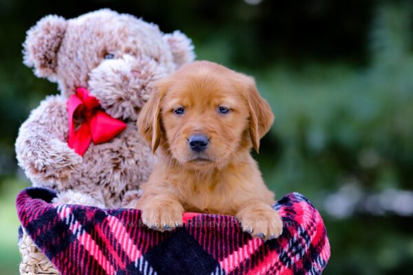 Image of Vanessa, a Golden Retriever puppy