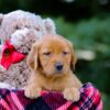 Image of Vanessa, a Golden Retriever puppy