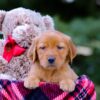 Image of Vanessa, a Golden Retriever puppy