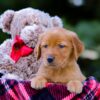 Image of Vanessa, a Golden Retriever puppy