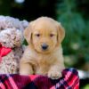 Image of Vern, a Golden Retriever puppy