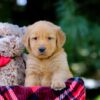 Image of Vern, a Golden Retriever puppy