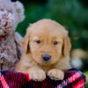 Image of Vern, a Golden Retriever puppy