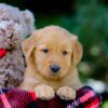 Image of Vern, a Golden Retriever puppy