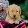 Image of Vern, a Golden Retriever puppy