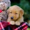 Image of Vern, a Golden Retriever puppy