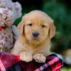 Image of Vern, a Golden Retriever puppy