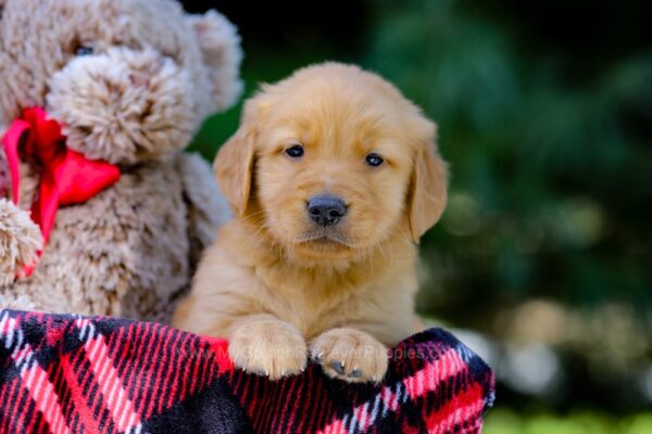 Image of Vern, a Golden Retriever puppy