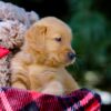 Image of Vern, a Golden Retriever puppy