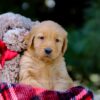 Image of Vern, a Golden Retriever puppy