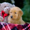 Image of Vern, a Golden Retriever puppy