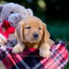 Image of Vick, a Golden Retriever puppy