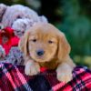 Image of Vick, a Golden Retriever puppy